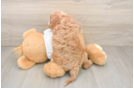 Popular Cockapoo Poodle Mix Pup