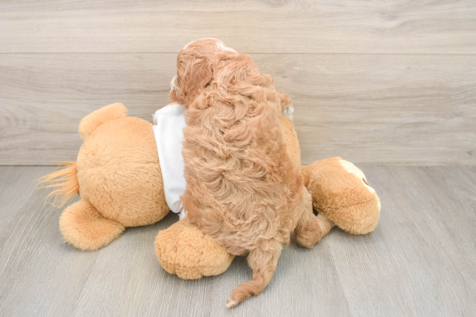 Popular Cockapoo Poodle Mix Pup