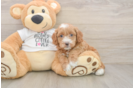 Cockapoo Puppy for Adoption