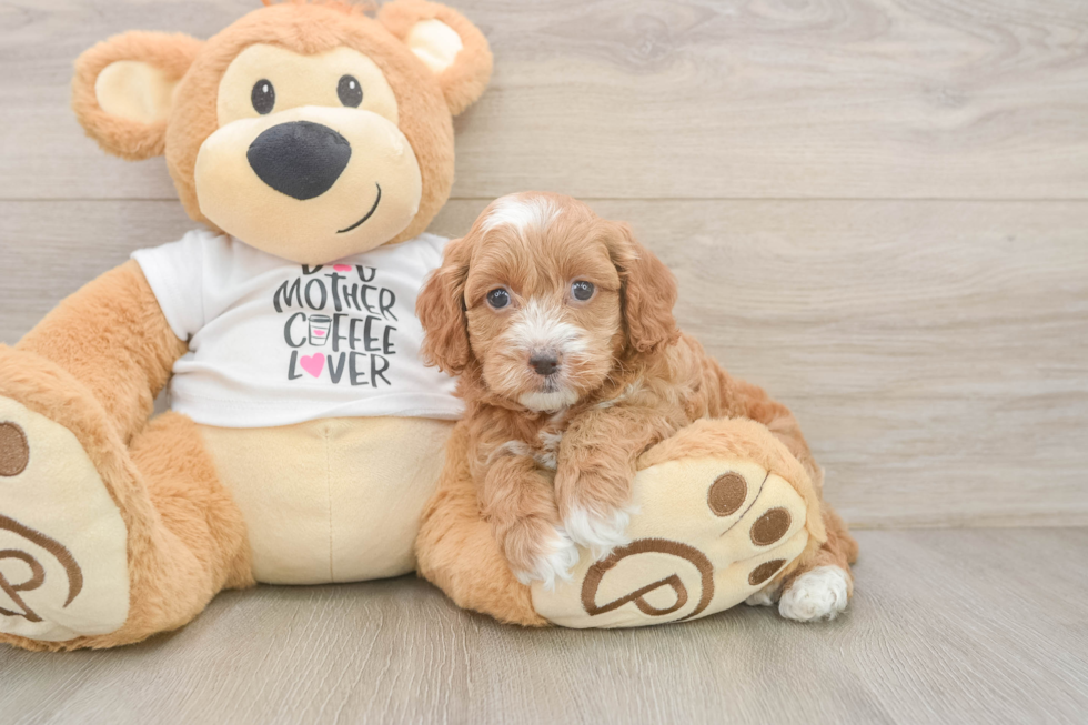 Cockapoo Puppy for Adoption