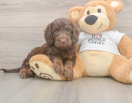 6 week old Cockapoo Puppy For Sale - Lone Star Pups