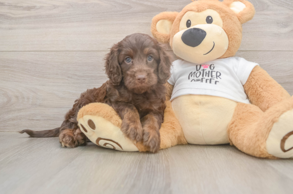 5 week old Cockapoo Puppy For Sale - Lone Star Pups