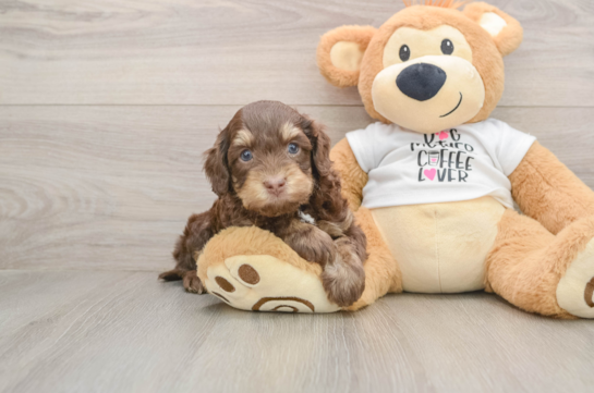 Cockapoo Puppy for Adoption