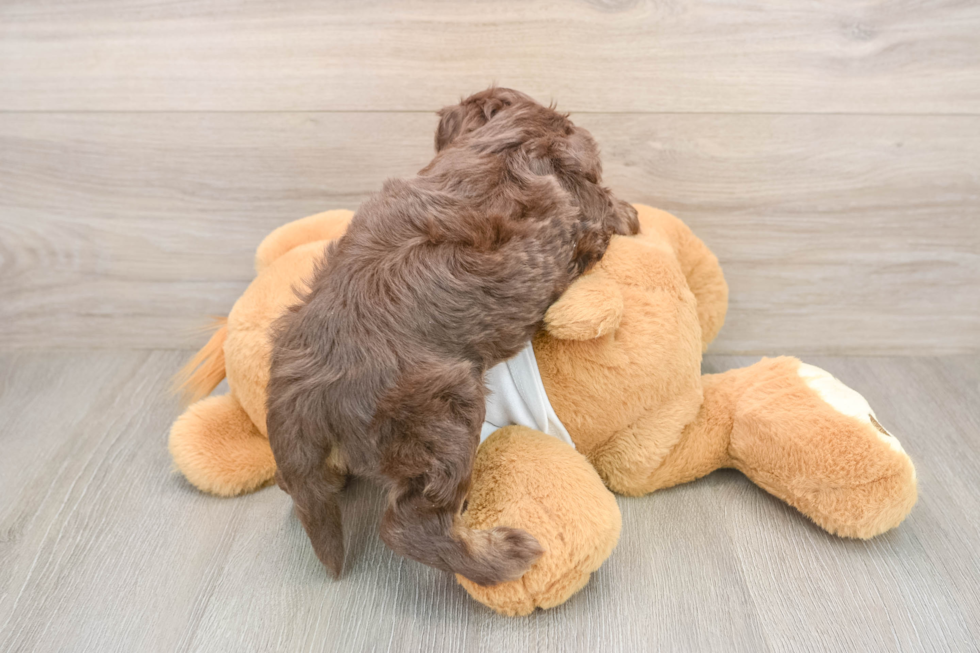 Cockapoo Pup Being Cute