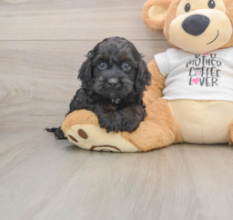 6 week old Cockapoo Puppy For Sale - Lone Star Pups