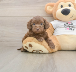 5 week old Cockapoo Puppy For Sale - Lone Star Pups