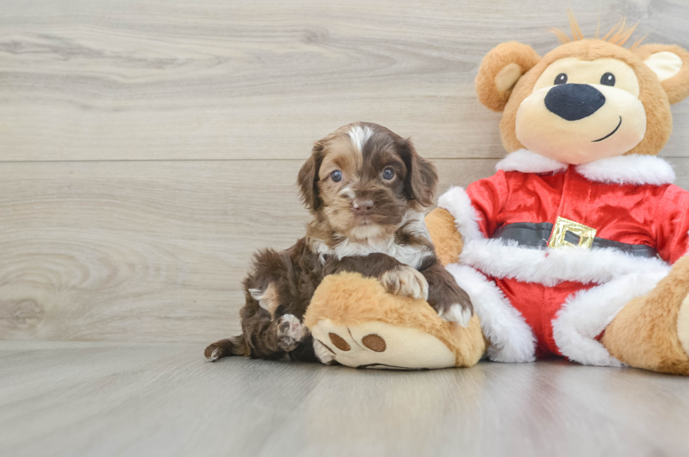 5 week old Cockapoo Puppy For Sale - Lone Star Pups