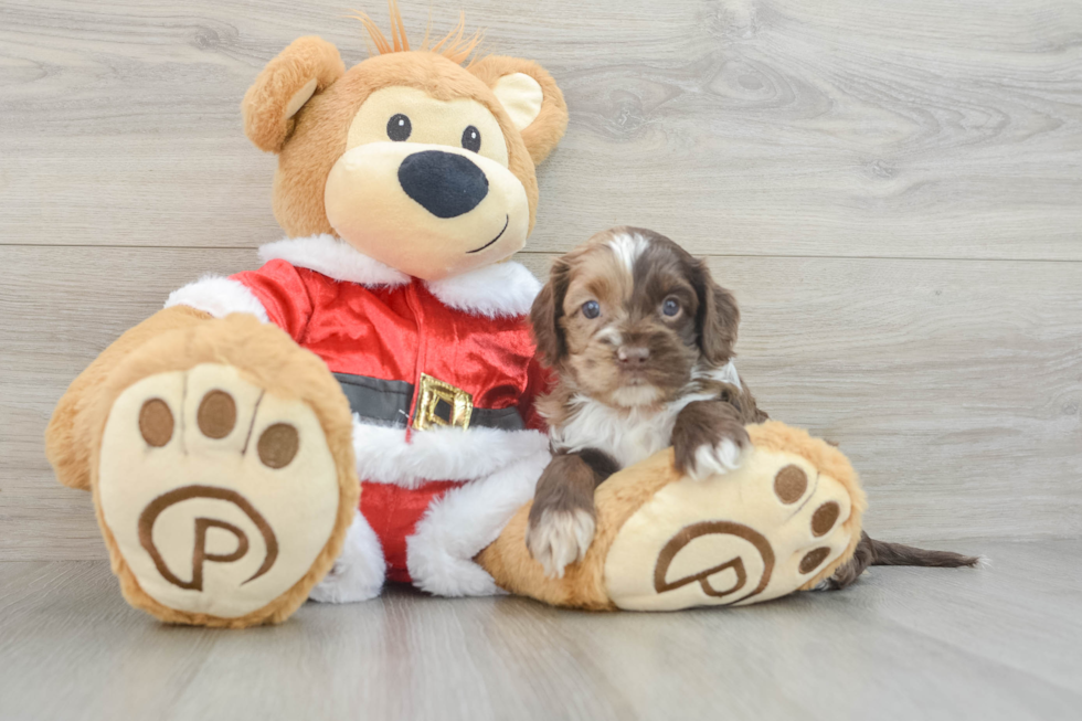 Cockapoo Pup Being Cute