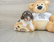 8 week old Cockapoo Puppy For Sale - Lone Star Pups