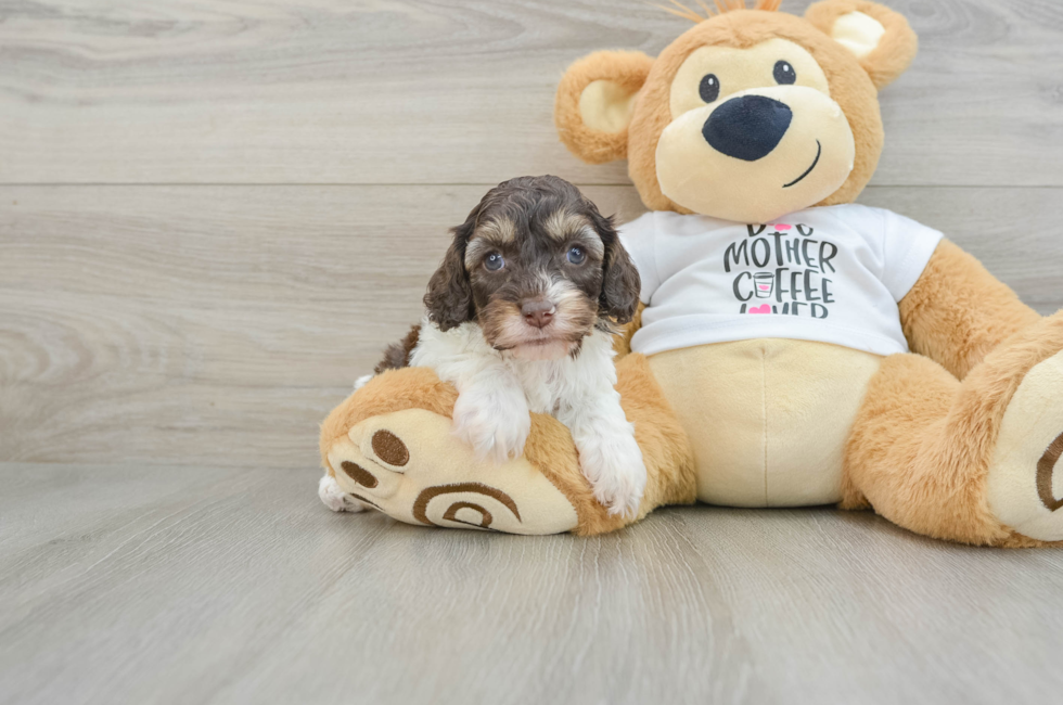 7 week old Cockapoo Puppy For Sale - Lone Star Pups