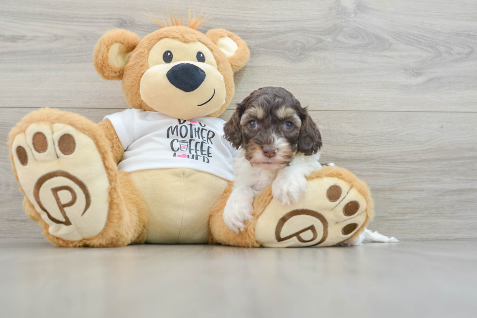 Cute Cockapoo Baby