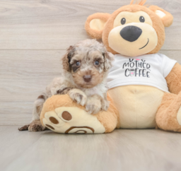 6 week old Cockapoo Puppy For Sale - Lone Star Pups