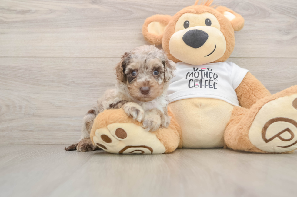 Cockapoo Pup Being Cute