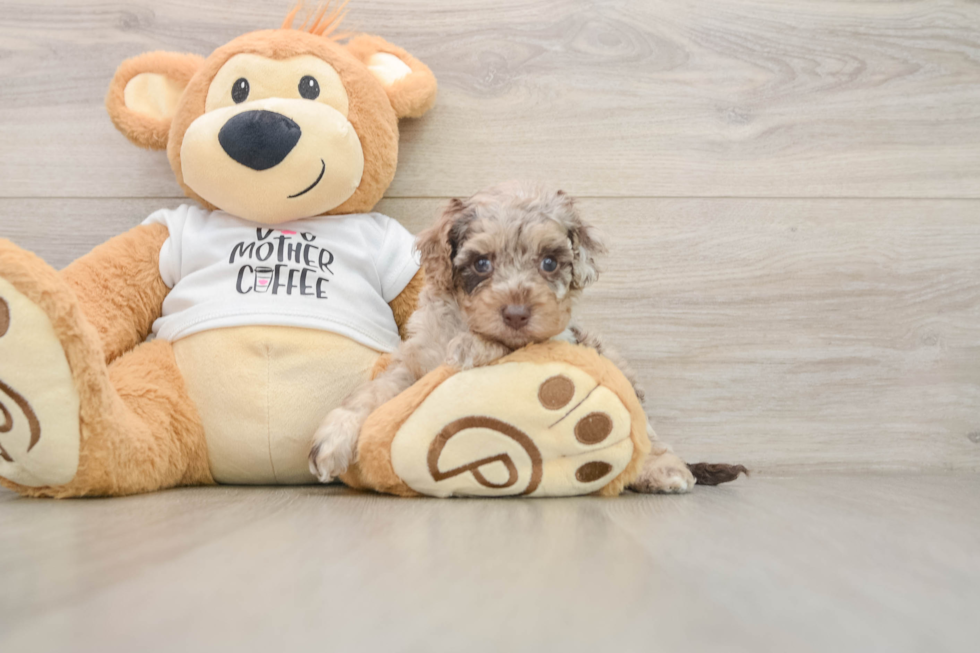 Cockapoo Puppy for Adoption