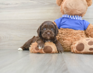 6 week old Cockapoo Puppy For Sale - Lone Star Pups