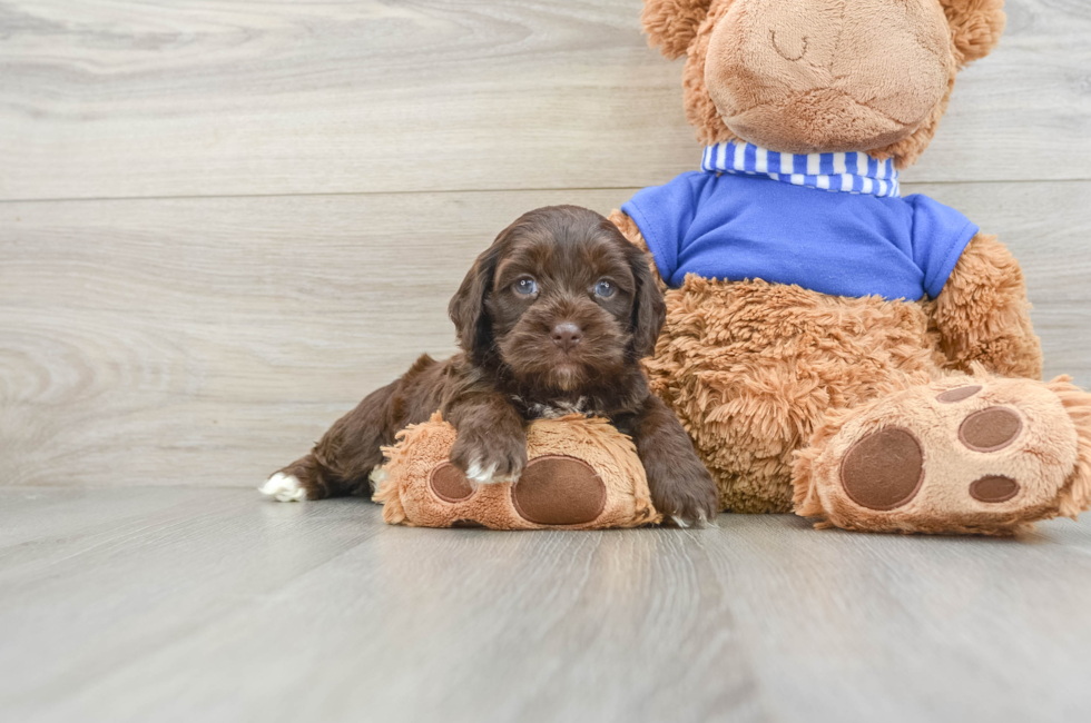 6 week old Cockapoo Puppy For Sale - Lone Star Pups