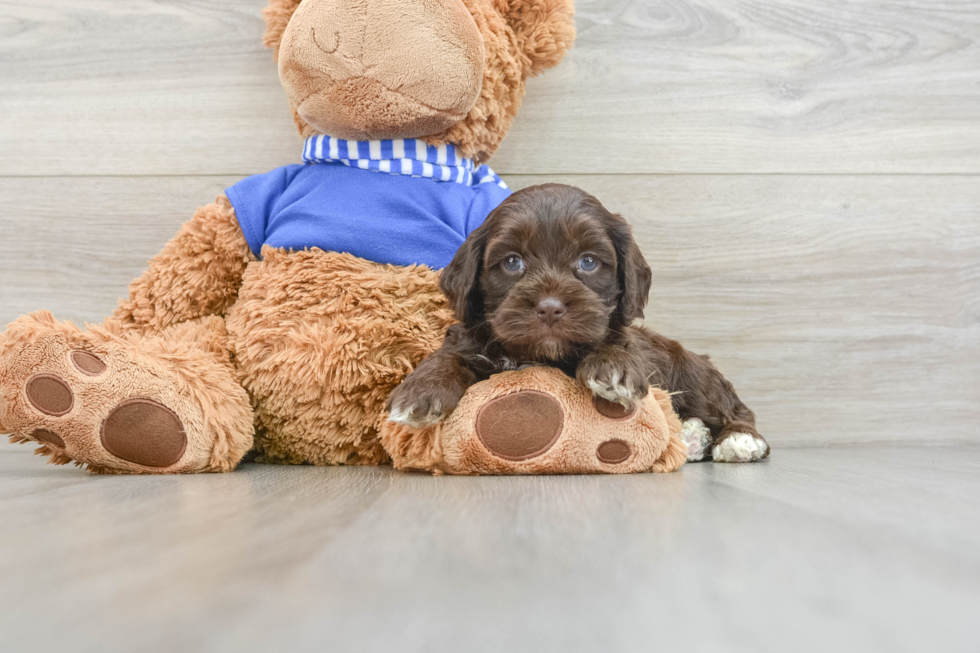 Small Cockapoo Baby