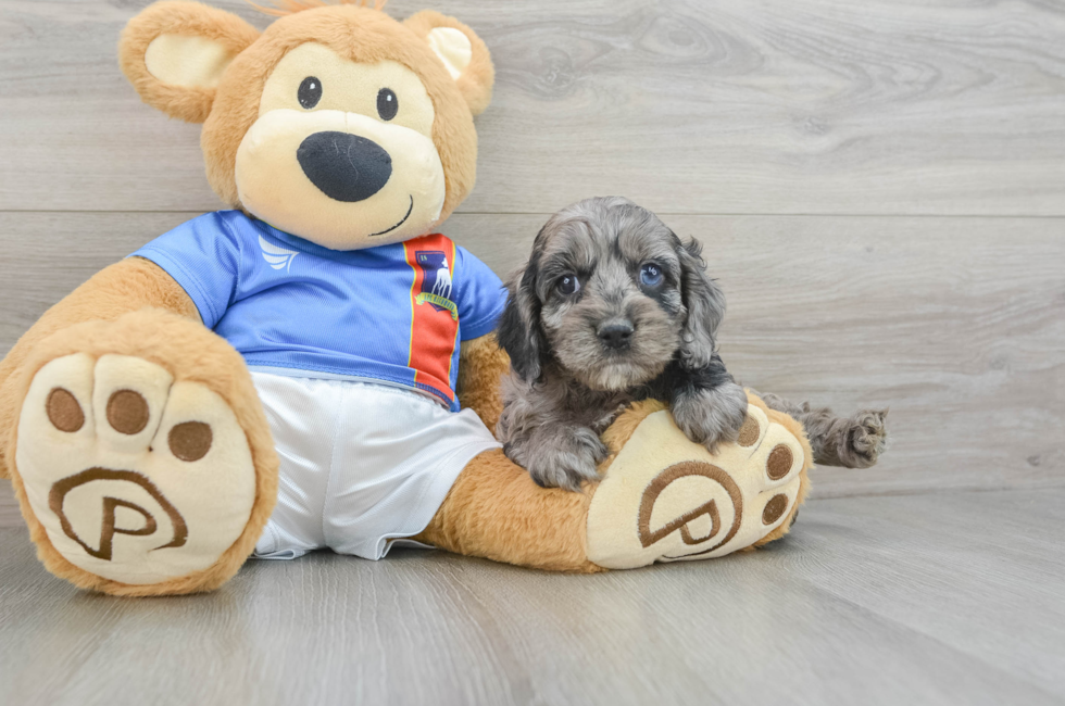 6 week old Cockapoo Puppy For Sale - Lone Star Pups