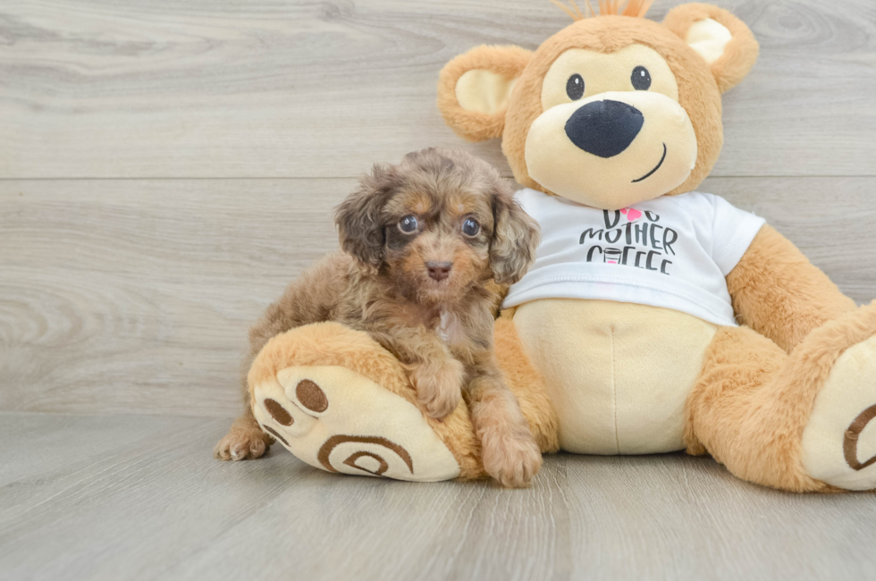 5 week old Cockapoo Puppy For Sale - Lone Star Pups