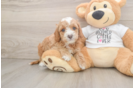 Best Cockapoo Baby