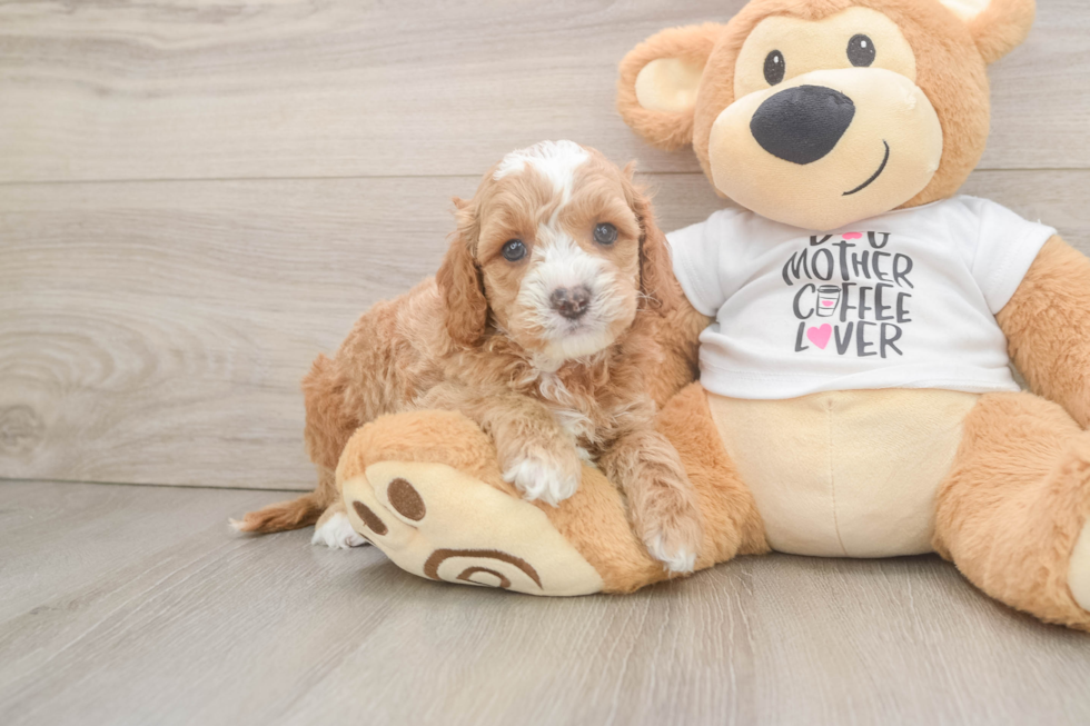Best Cockapoo Baby