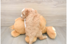 Small Cockapoo Baby