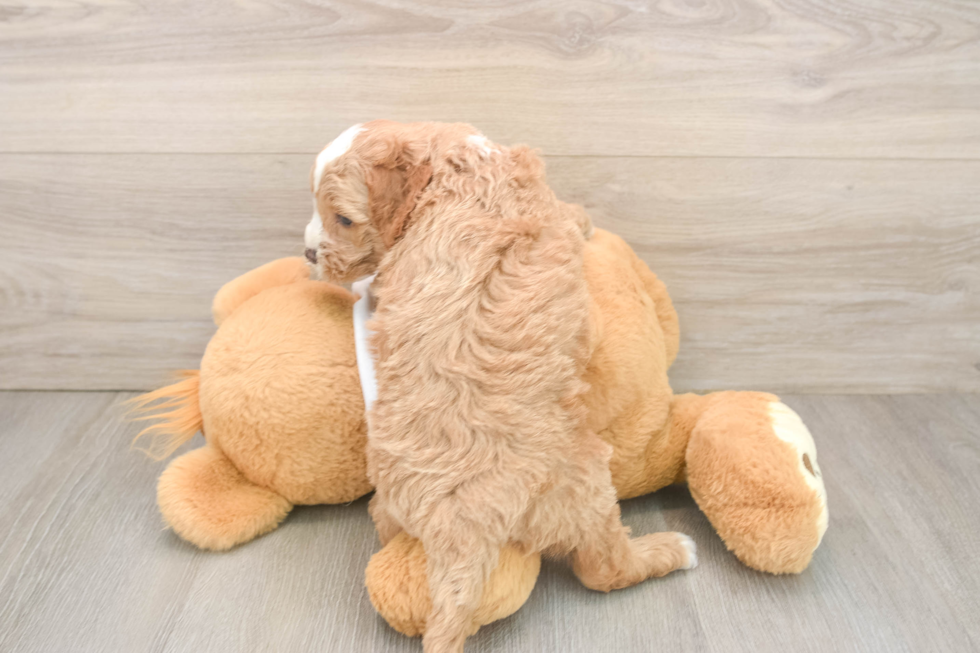 Small Cockapoo Baby
