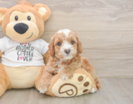 7 week old Cockapoo Puppy For Sale - Lone Star Pups