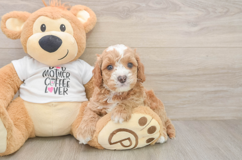 5 week old Cockapoo Puppy For Sale - Lone Star Pups