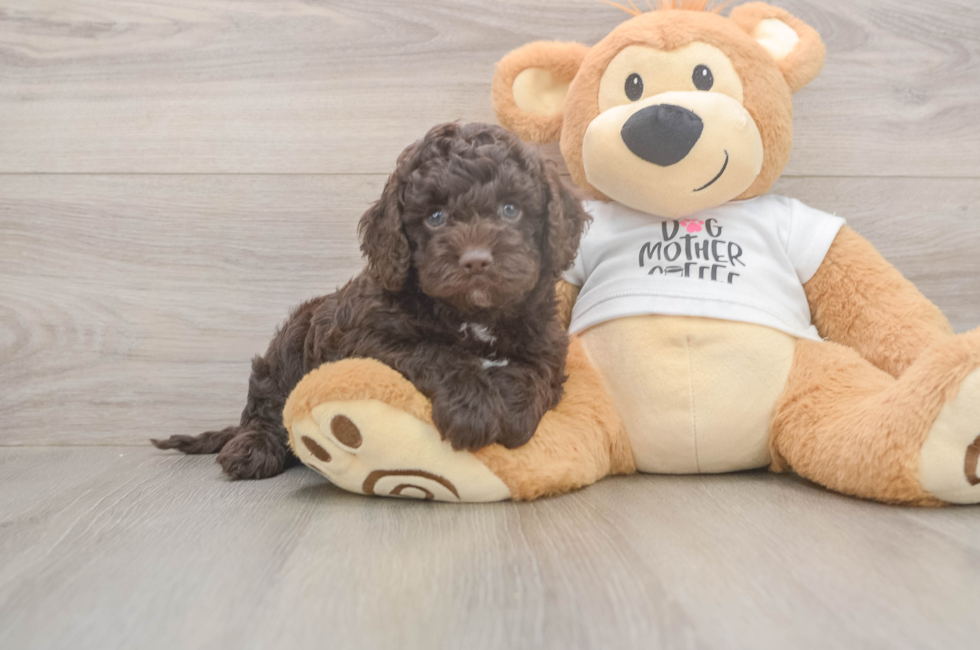 5 week old Cockapoo Puppy For Sale - Lone Star Pups