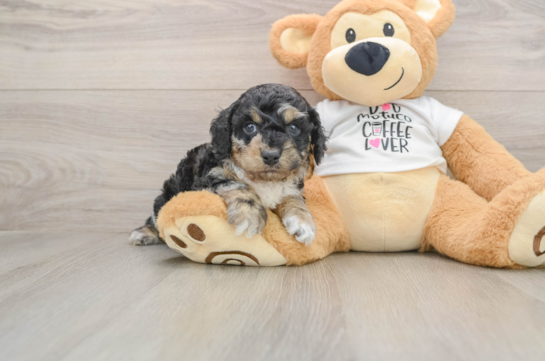 Cockapoo Puppy for Adoption