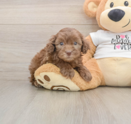 5 week old Cockapoo Puppy For Sale - Lone Star Pups