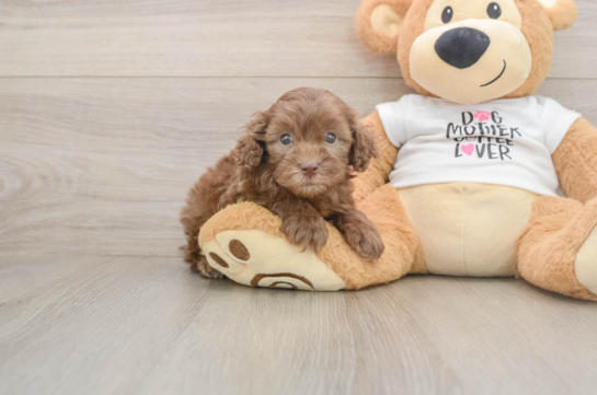 Petite Cockapoo Poodle Mix Pup