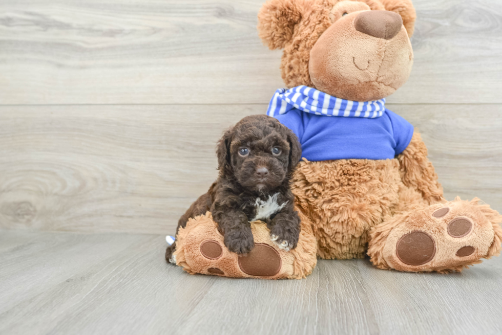 Cockapoo Pup Being Cute