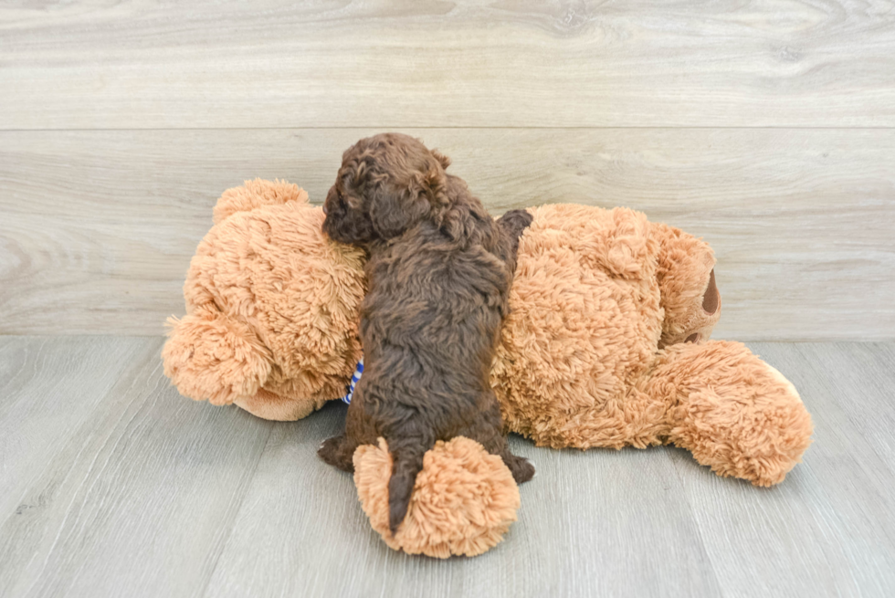 Cockapoo Puppy for Adoption