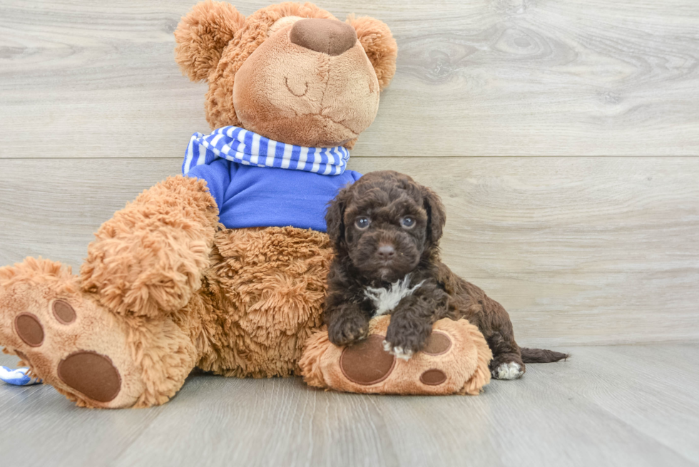 Friendly Cockapoo Baby