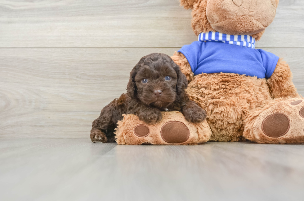 6 week old Cockapoo Puppy For Sale - Lone Star Pups