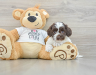 8 week old Cockapoo Puppy For Sale - Lone Star Pups