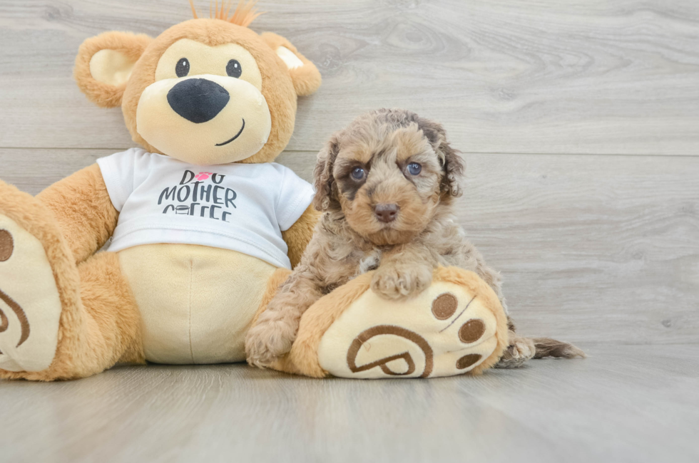 5 week old Cockapoo Puppy For Sale - Lone Star Pups