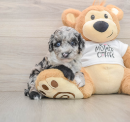 6 week old Cockapoo Puppy For Sale - Lone Star Pups