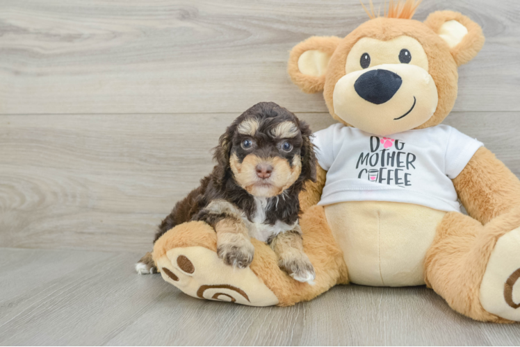 Friendly Cockapoo Baby