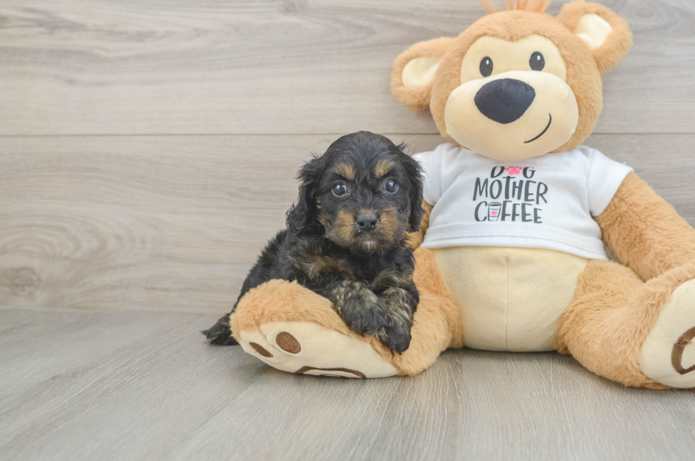 5 week old Cockapoo Puppy For Sale - Lone Star Pups