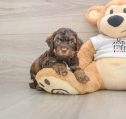 8 week old Cockapoo Puppy For Sale - Lone Star Pups