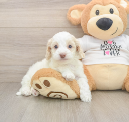 5 week old Cockapoo Puppy For Sale - Lone Star Pups