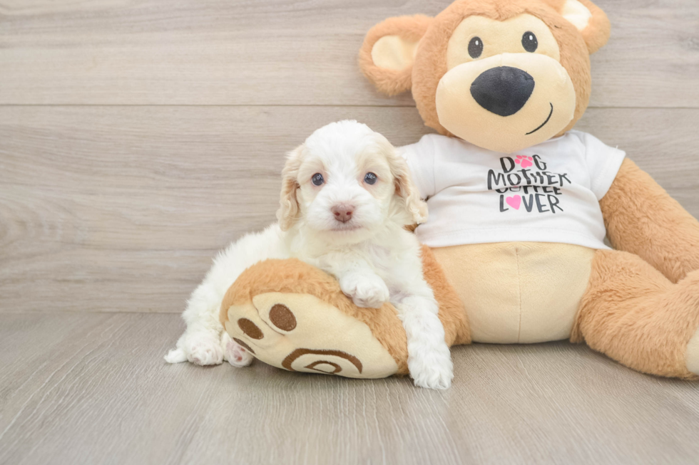 Cute Cockapoo Baby