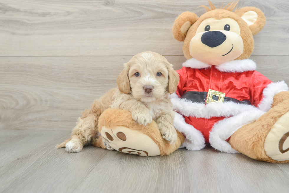 Cockapoo Pup Being Cute