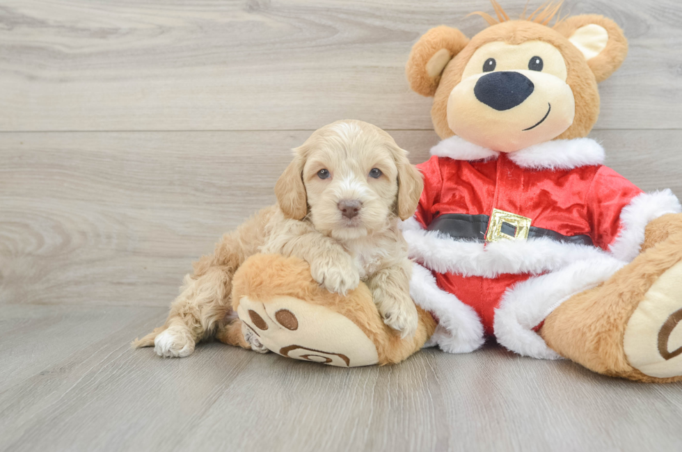 5 week old Cockapoo Puppy For Sale - Lone Star Pups