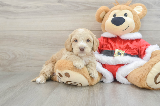 Cockapoo Pup Being Cute