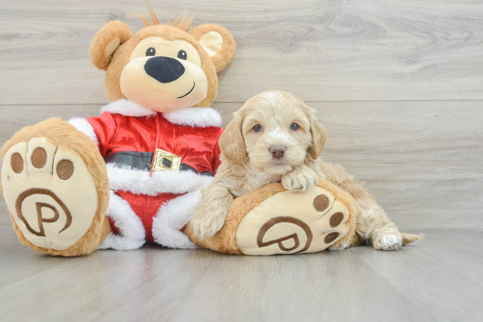 Friendly Cockapoo Baby