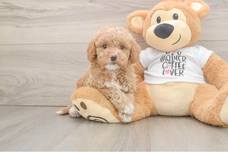 Happy Cockapoo Baby